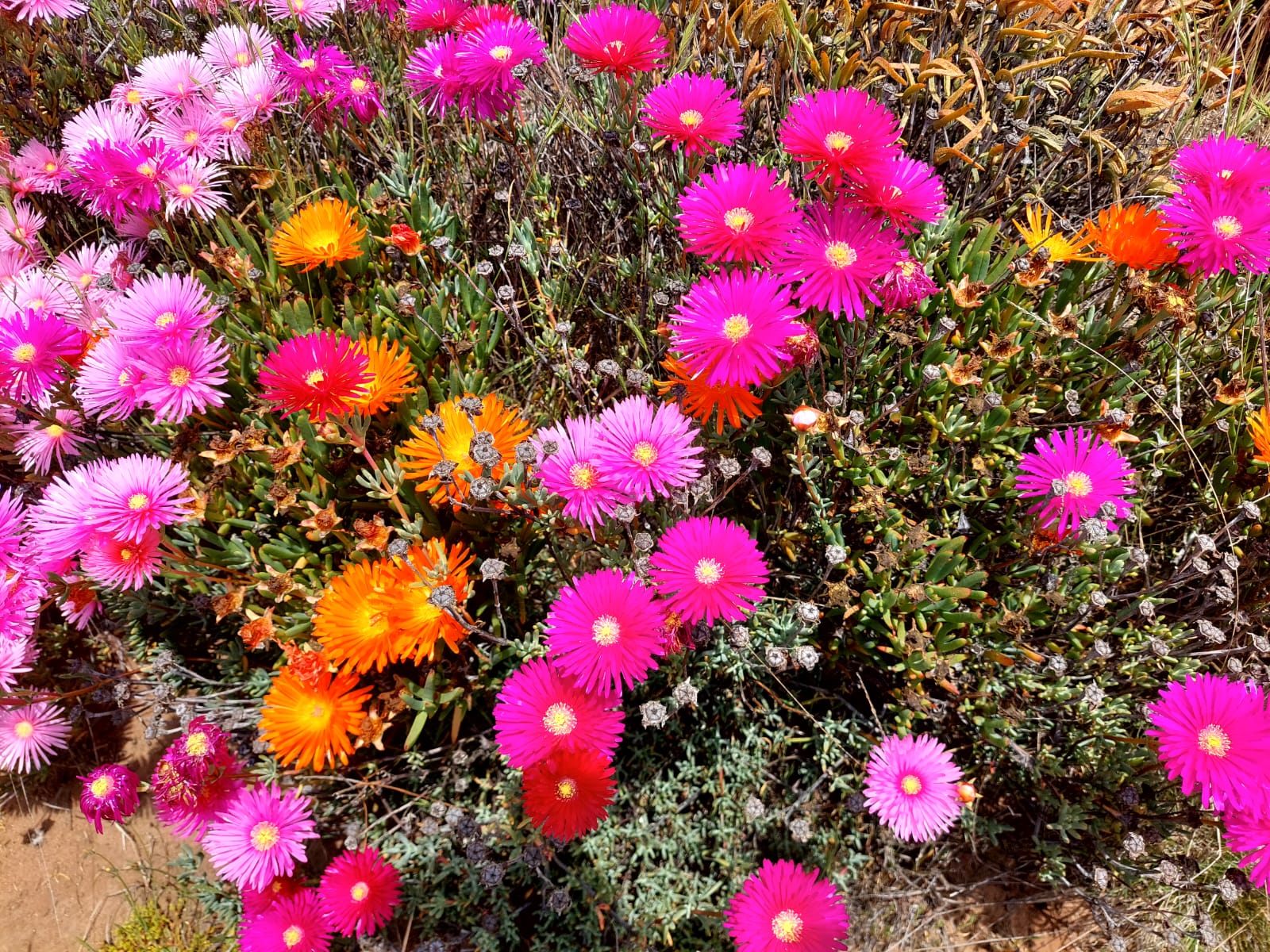 Flora Nativa - Punta Ballena