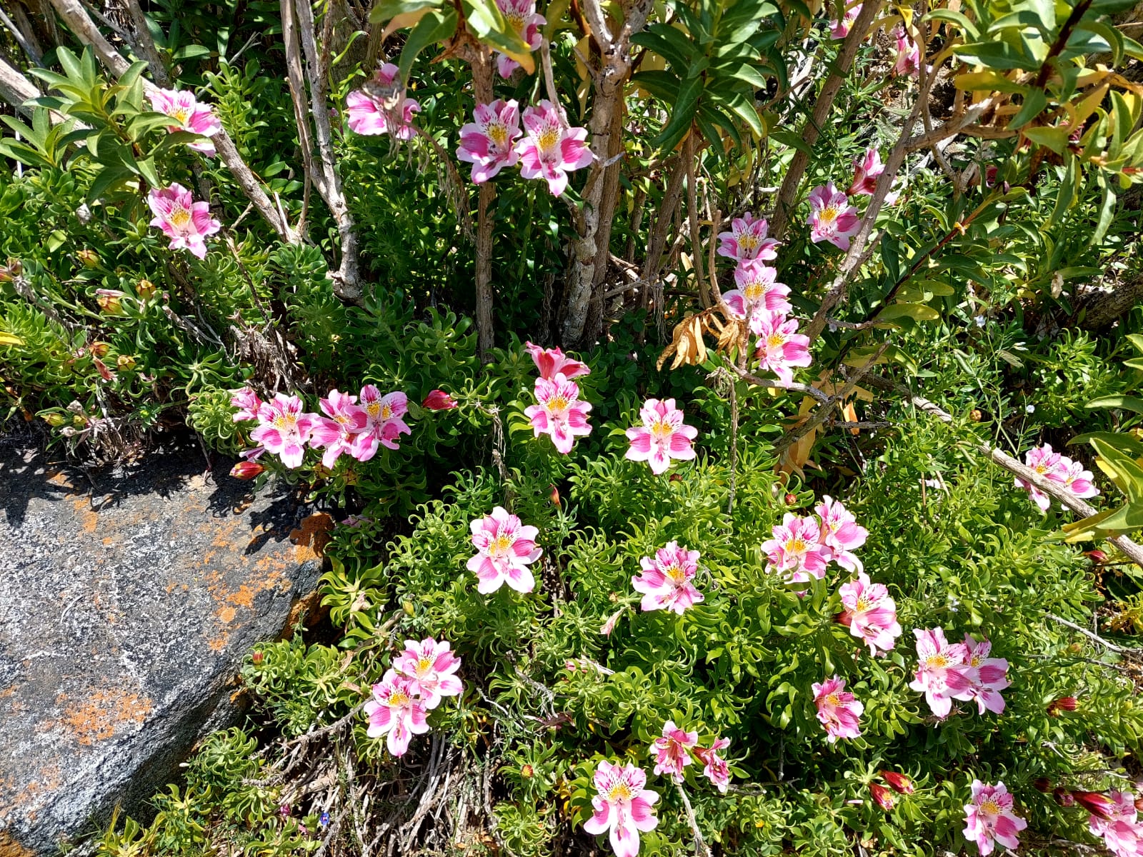 Flora Nativa - Punta Ballena