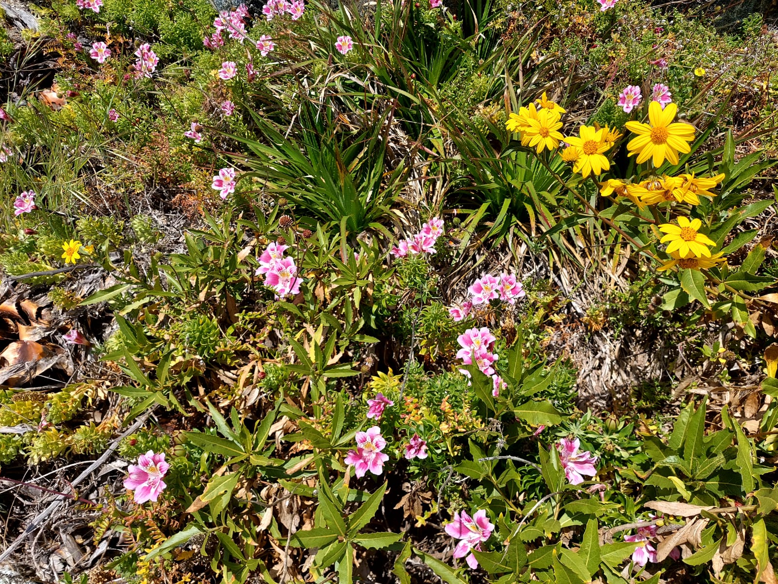 Flora Nativa - Punta Ballena