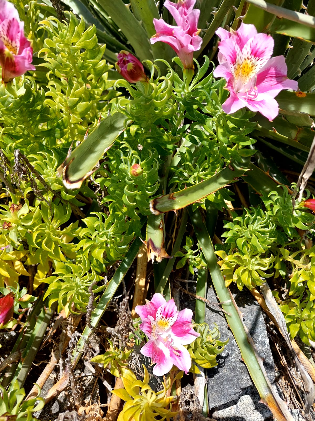 Flora Nativa - Punta Ballena